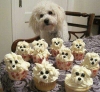 Dogs Cupcake - anh 1